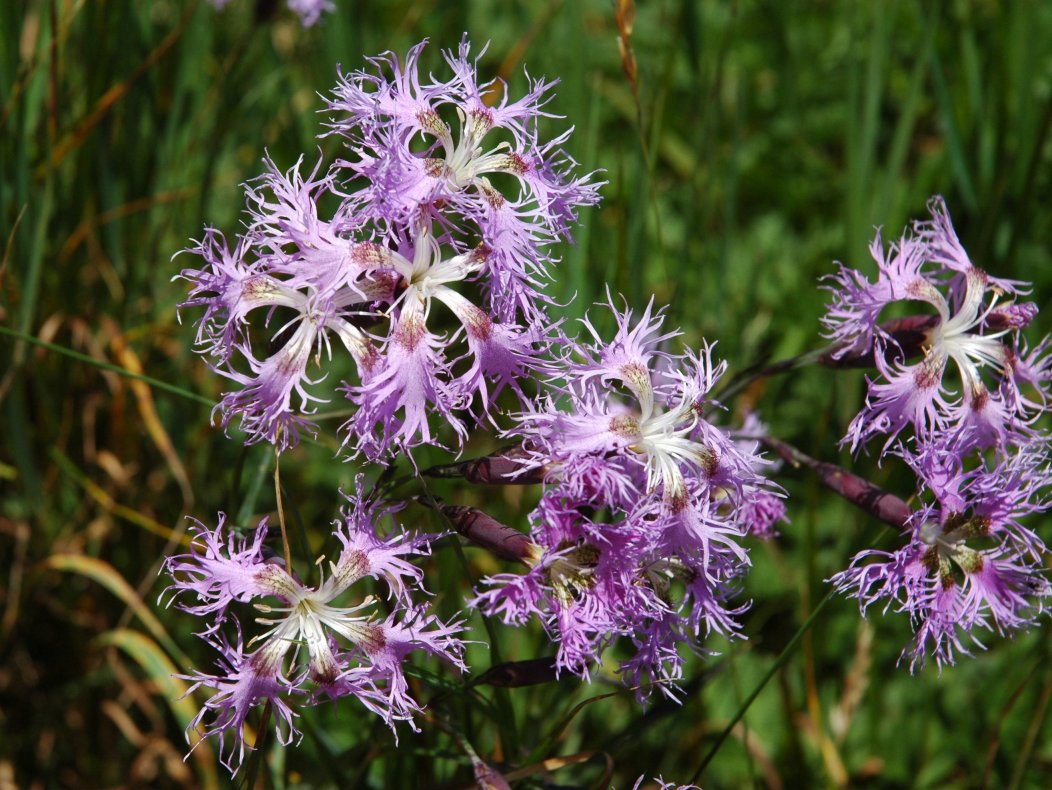 Dianthus superbus